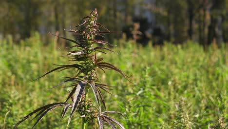 Single-hemp-plant-in-field-at-sunrise,-against-forest-background