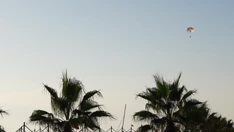 Static-shot-of-palm-trees-and-people-having-fun-on-parasailing-in-Turkey