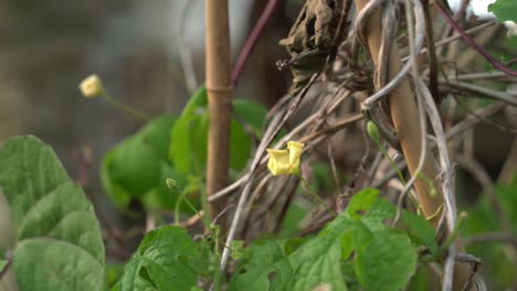 Yellow-flower-of-Cerasee-kerala-bitter-melon-plant-with-kerala-hanging-from-vines-used-to-make-herbal-healthy-teagood-for-weight-loss
