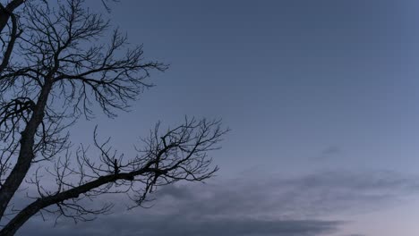 Leafless-tree-branch-silhouette-against-winter-sky
