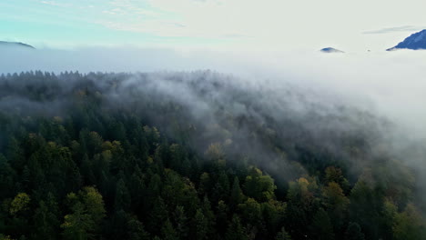Aerial-of-clouds-above-pine-trees-forest
