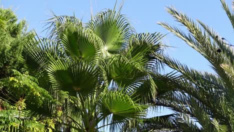 Tilting-shot-of-palm-trees-from-top-to-bottom-with-clear-blue-sky-in-the-background