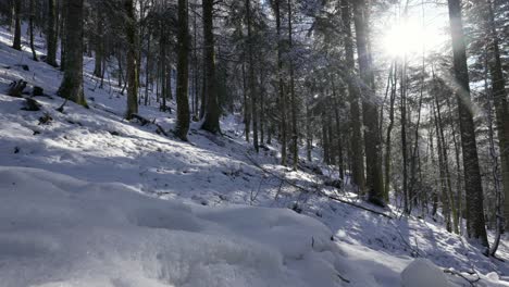 Sun-bursts-through-the-mountain-slopes-covered-in-snow-and-fir-trees