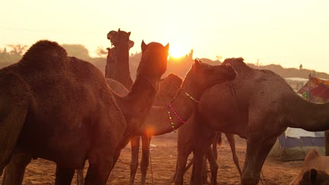 Kamele-In-Zeitlupe-Auf-Der-Pushkar-Messe,-Auch-Pushkar-Kamelmesse-Oder-Lokal-Als-Kartik-Mela-Bezeichnet,-Ist-Eine-Jährliche-Mehrtägige-Vieh--Und-Kulturmesse,-Die-In-Der-Stadt-Pushkar,-Rajasthan,-Indien,-Stattfindet.