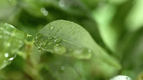 Close-up-of-raindrops-in-super-slow-motion.-Rain-drips-on-the-green-leaves-of-the-plant.