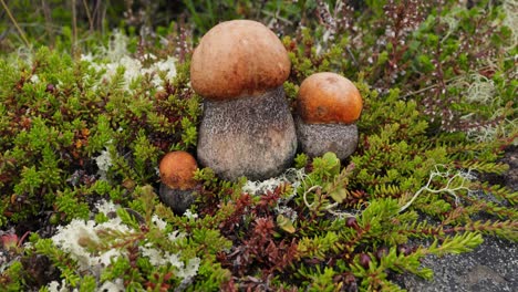 Wunderschöner-Boletus-Edulis-Pilz-Im-Arktischen-Tundra-Moos.-Weißer-Pilz-In-Wunderschöner-Natur-Norwegens-Naturlandschaft.-Pilzsaison.