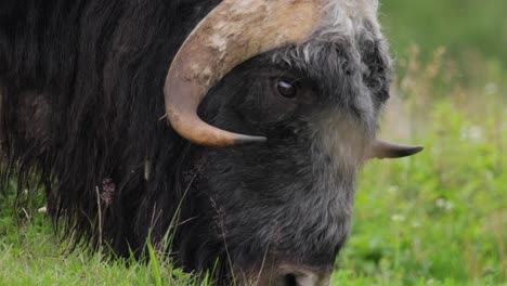 Muskox-(Ovibos-moschatus,-in-Latin-musky-sheep-ox),-also-spelled-musk-ox-and-musk-ox,-plural-muskoxen-or-musk-oxen-is-a-hoofed-mammal-of-the-family-Bovidae.