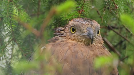 European-honey-buzzard-(Pernis-apivorus),-also-known-as-the-pern-or-common-pern,is-a-bird-of-prey-in-the-family-Accipitridae
