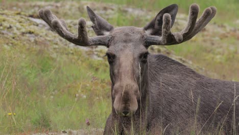 Elk-or-Moose,-(Alces-alces)-in-the-green-forest.-Beautiful-animal-in-the-nature-habitat.