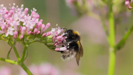 Bumblebee-collects-flower-nectar-at-sunny-day.-Bumble-bee-in-macro-shot-in-slow-motion.