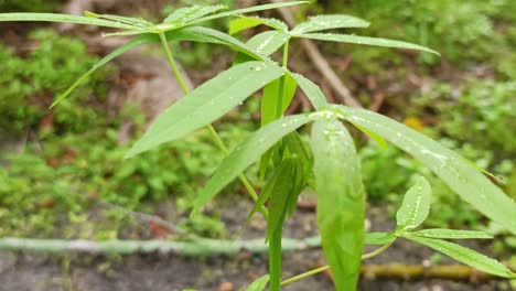 Grüne-Blätter-Und-Regentropfen-Darauf