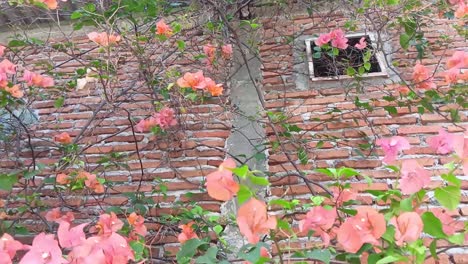 Flores-Rojas-Silvestres-Son-Arrastradas-Por-La-Brisa-De-La-Mañana