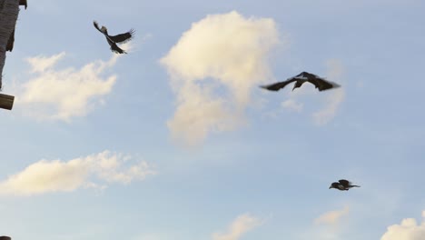 Große-Nashornvögel-Fliegen-In-Der-Luft-Und-Landen-Auf-Einem-Strohdach,-Zeitlupe