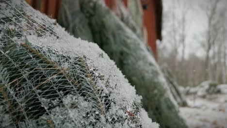 Snowing-on-Christmas-trees-at-traditional-market-at-Xmas-time