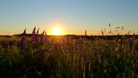 A-Time-Lapse-Shot-Of-A-Colourful-Sunset-View-At-A-Floral-Landscape-In-The-Country