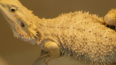 Spiny-body-of-Central-Bearded-Dragon,-slow-close-up-pan-down-body,-60fps