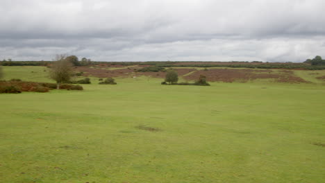 extra-wide-panning-shot-of-Horseshoe-Bottom-and-Longslade-Heath-in-the-New-Forest