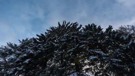Clouds-Moving-Over-Snow-Covered-Cedar-Tree,-Time-Lapse