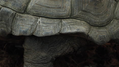 Shell-pattern-and-foot-close-up-of-Aldabra-Giant-Tortoise-in-captivity,-60fps