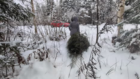 Person-Zieht-Weihnachtsbaum-In-Richtung-Auto-Im-Wunderschönen-Weißen-Wald,-Rückansicht