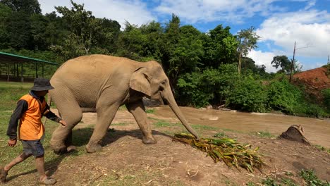 A-mahout-leads-an-Elephant-to-a-pile-of-fresh-food-in-the-Chiang-Mai-sanctuary