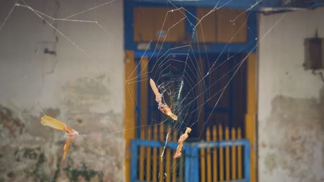 Spinnennetz-Vor-Leerem-Haus