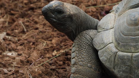 Aldabra-Giant-Tortoise-stands-still,-raises-head