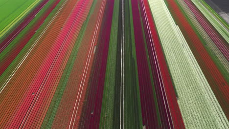 Aerial-drone-view-colorful-tulip-fields-on-sunny-day-in-The-Netherlands