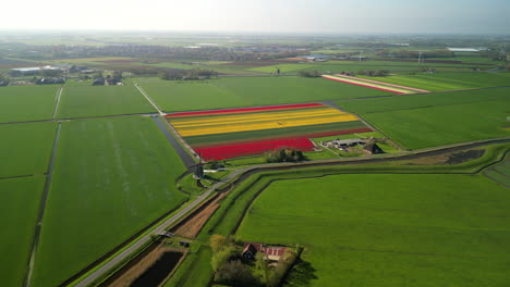 Drone-flies-over-colorful-tulip-fields-towards-a-windmill-on-a-sunny-day-in-countryside,-The-Netherlands
