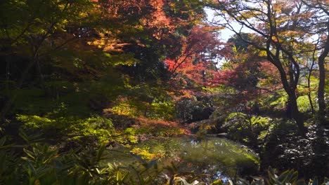 Atemberaubende-Filmaufnahmen-In-Einem-Dichten-Wald-Mit-Wunderschönen-Herbstfarben