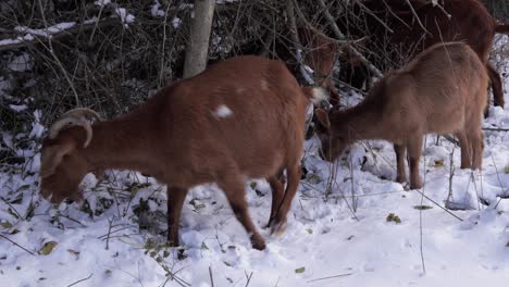 Brown-goats-peacefully-graze-on-snow-covered-terrain
