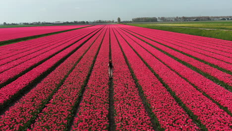 Fashionable-woman-in-a-brown-dress-running-in-the-field-of-blooming-tulips,-The-Netherlands