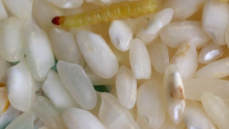Moth-Larva-Crawling-On-Rice-Grains