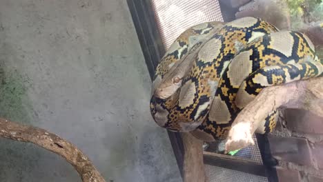 Serpiente-Pythonidae-Durmiendo-En-Una-Jaula-De-Cristal