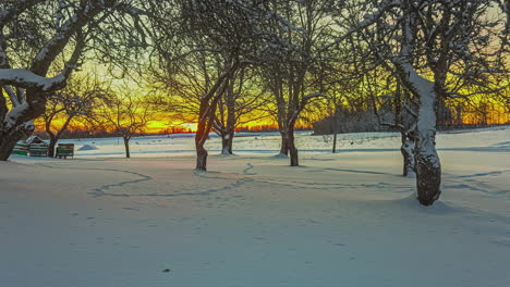 Time-lapse-sunrise-in-snowy-trees-forest-in-winter-rural-Riga,-Latvia