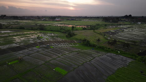 Terraced-and-flooded-rice-paddies-in-Bali-countryside,-sunset-aerial