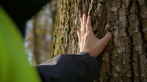Closeup-shot-of-hands-touching-the-tree-trunk-to-feel-the-texture-of-its-surface,-handheld-closeup