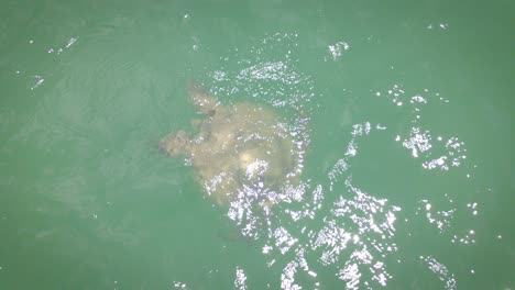 Aerial-view-of-a-sea-turtle-floating-in-the-ocean,-top-view