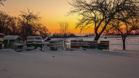 Sunrise-in-rural-landscape-near-snowy-beehives-and-tree-in-winter-Latvia,-time-lapse