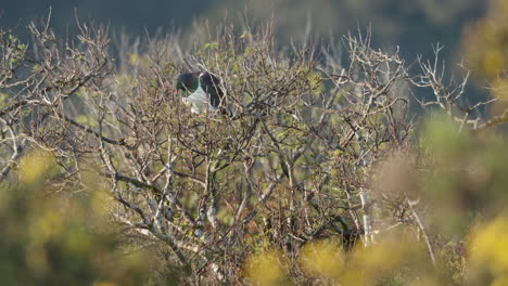 Large-Kereru-Wood-Pigeon-Perching-On-Leafless-Plant-At-Neils-Beach,-Jackson-Bay,-New-Zealand