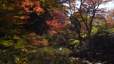 Slow-motion-slide-inside-Japanese-landscape-garden-during-fall,-cinematic
