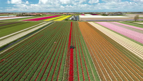 Aerial-drone-view-agricultural-machinery-working-in-colorful-tulip-fields-cuts-flowers-better-ripening-bulbs