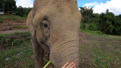 Einen-Glücklichen-Elefanten-Im-Schutzgebiet-Von-Chiang-Mai-In-Thailand-Streicheln-–-Pov