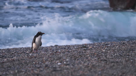 Pingüino-Crestado-De-Fiordland-O-Tawaki-En-La-Costa-De-La-Costa-Oeste,-Nueva-Zelanda