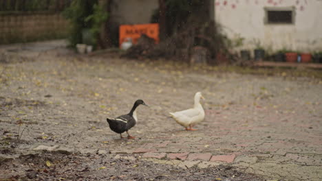 Nature-HD-|-Ducks-in-farm