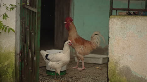 chicken-and-rooster-walking-around-the-farm