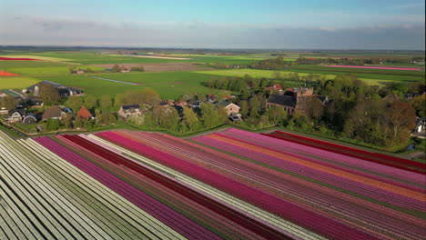 Luftaufnahme-Des-Tulpenfeldes-Im-Sonnigen-Frühling-Auf-Dem-Land,-Niederlande