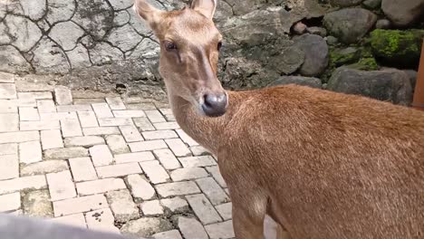 Der-Hirsch-Im-Zoo-Von-Semarang,-Indonesien