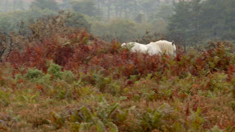white-New-Forest-pony-trotting-away-in-between-bracken-and-scrubland-in-the-New-Forest