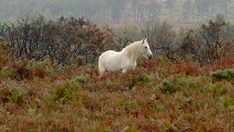 Weißes-New-Forest-Pony,-Das-Zwischen-Adlerfarn-Und-Buschland-Im-New-Forest-Weidet